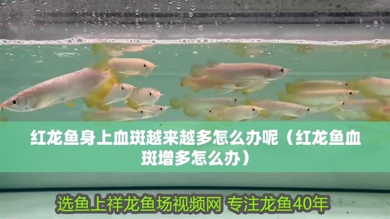 紅龍魚身上血斑越來越多怎么辦呢（紅龍魚血斑增多怎么辦）
