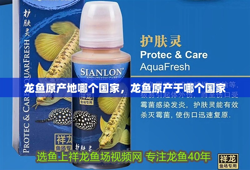 龍魚原產地哪個國家，龍魚原產于哪個國家