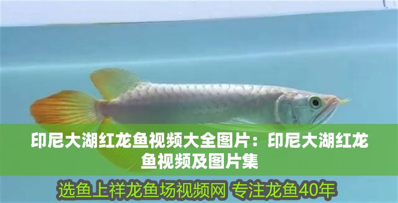 印尼大湖紅龍魚視頻大全圖片：印尼大湖紅龍魚視頻及圖片集