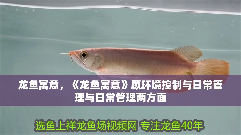 龍魚寓意，《龍魚寓意》顧環境控制與日常管理與日常管理兩方面