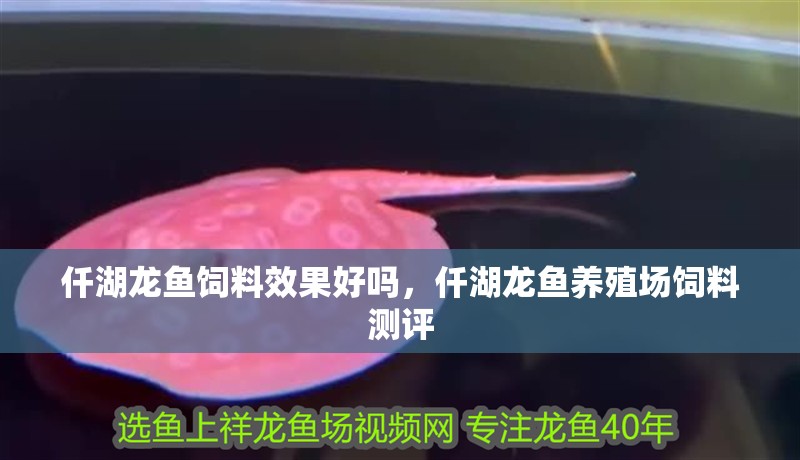 仟湖龍魚飼料效果好嗎，仟湖龍魚養殖場飼料測評