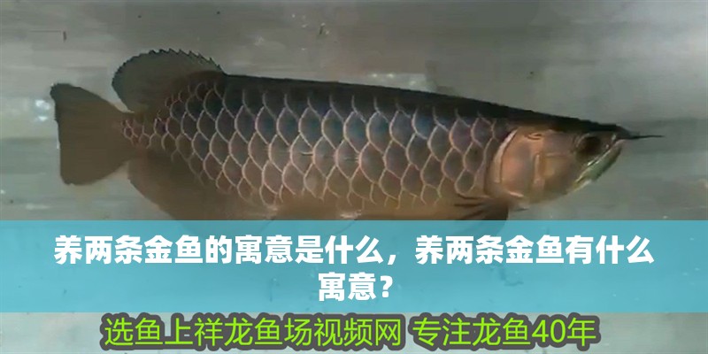 養(yǎng)兩條金魚的寓意是什么，養(yǎng)兩條金魚有什么寓意？ 養(yǎng)兩條金魚的寓意是什么，養(yǎng)兩條金魚有什么寓意？ 龍魚論壇