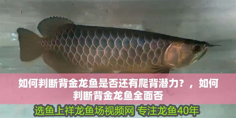 如何判斷背金龍魚是否還有爬背潛力？，如何判斷背金龍魚全面否