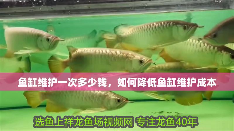 魚缸維護一次多少錢，如何降低魚缸維護成本