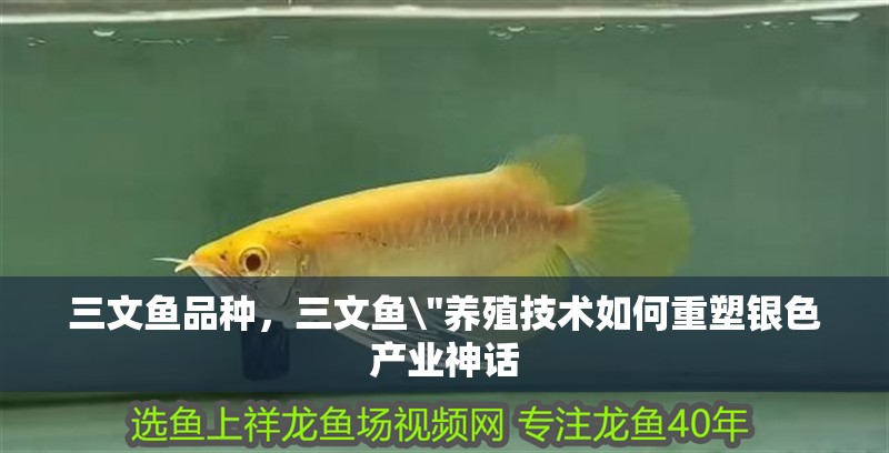 三文魚品種，三文魚\
