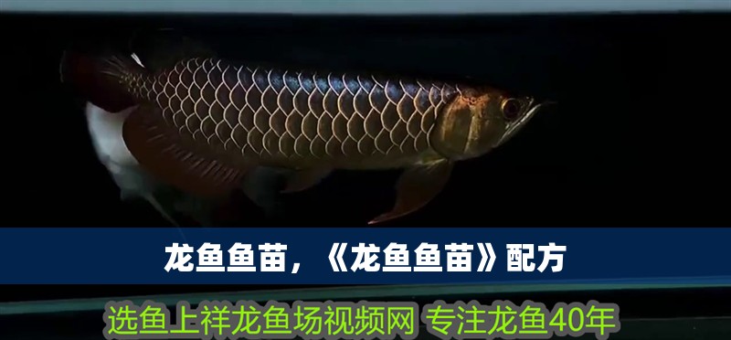 龍魚魚苗，《龍魚魚苗》配方 龍魚魚苗，《龍魚魚苗》配方 水族問答