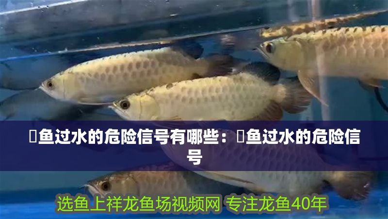 魟魚過水的危險信號有哪些：魟魚過水的危險信號