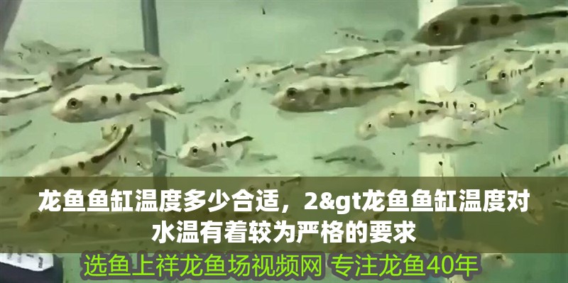 龍魚魚缸溫度多少合適，2&gt龍魚魚缸溫度對水溫有著較為嚴格的要求