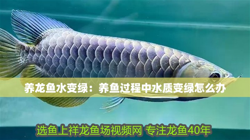 養龍魚水變綠：養魚過程中水質變綠怎么辦