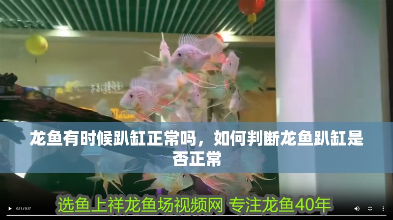 龍魚有時候趴缸正常嗎，如何判斷龍魚趴缸是否正常