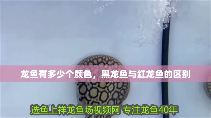龍魚有多少個顏色，黑龍魚與紅龍魚的區(qū)別
