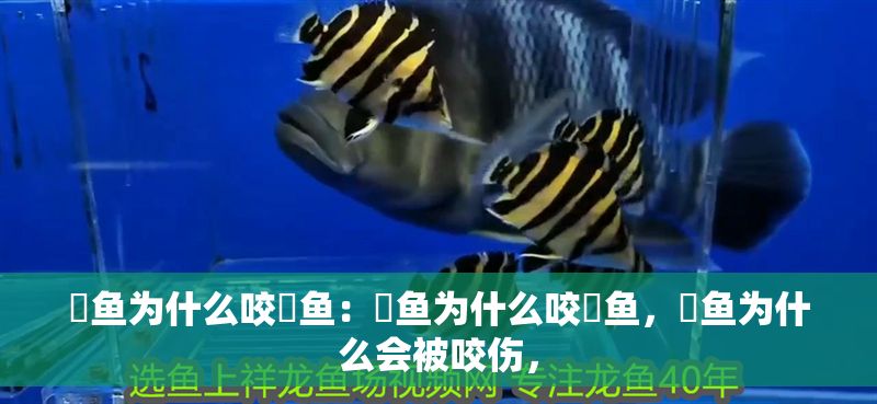 魟魚為什么咬魟魚：魟魚為什么咬魟魚，魟魚為什么會被咬傷， 魟魚為什么咬魟魚：魟魚為什么咬魟魚，魟魚為什么會被咬傷， 魟魚百科 第2張