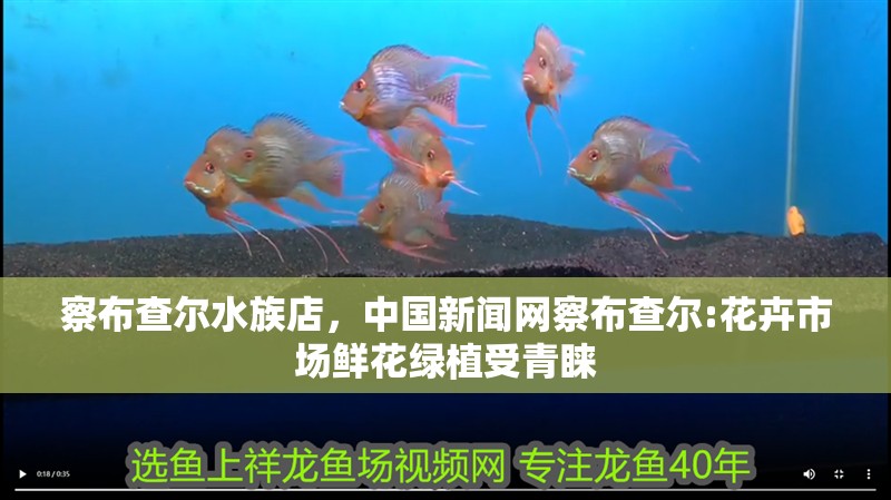 察布查爾水族店，中國新聞網察布查爾:花卉市場鮮花綠植受青睞 察布查爾水族店，中國新聞網察布查爾:花卉市場鮮花綠植受青睞 全國水族館企業名錄
