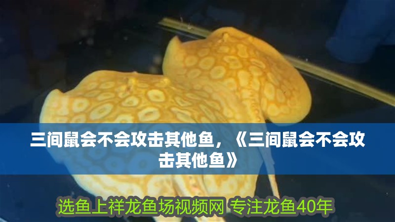 三間鼠會不會攻擊其他魚，《三間鼠會不會攻擊其他魚》