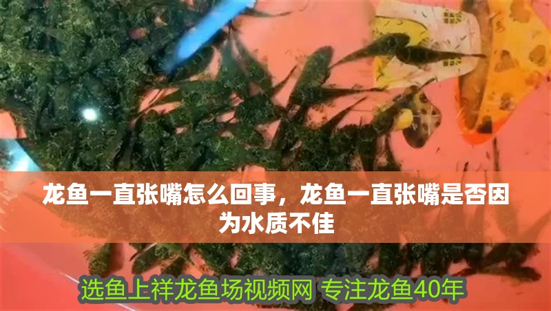 龍魚一直張嘴怎么回事，龍魚一直張嘴是否因為水質不佳 龍魚一直張嘴怎么回事，龍魚一直張嘴是否因為水質不佳 水族問答