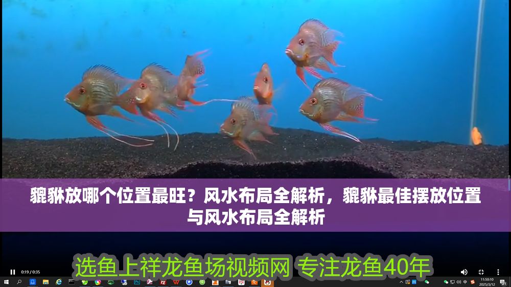 貔貅放哪個位置最旺？風水布局全解析，貔貅最佳擺放位置與風水布局全解析