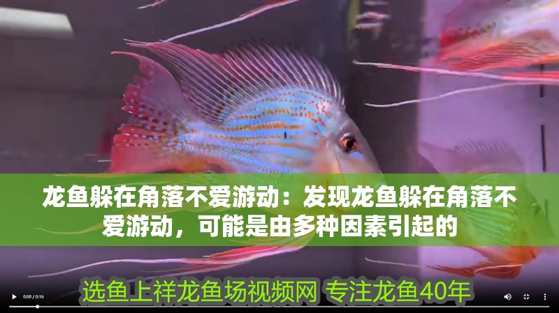 龍魚躲在角落不愛游動：發現龍魚躲在角落不愛游動，可能是由多種因素引起的