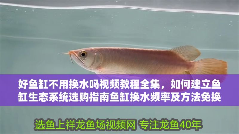 好魚缸不用換水嗎視頻教程全集，如何建立魚缸生態系統選購指南魚缸換水頻率及方法免換水魚缸