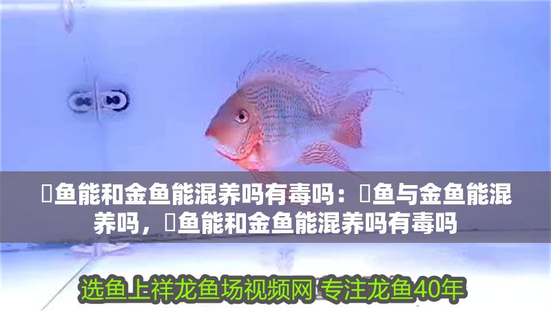 魟魚能和金魚能混養(yǎng)嗎有毒嗎：魟魚與金魚能混養(yǎng)嗎，魟魚能和金魚能混養(yǎng)嗎有毒嗎
