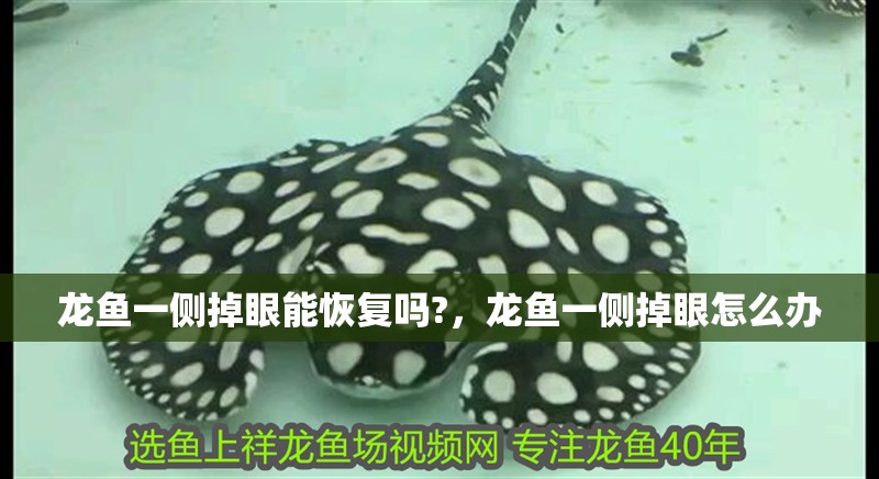 龍魚一側掉眼能恢復嗎?，龍魚一側掉眼怎么辦