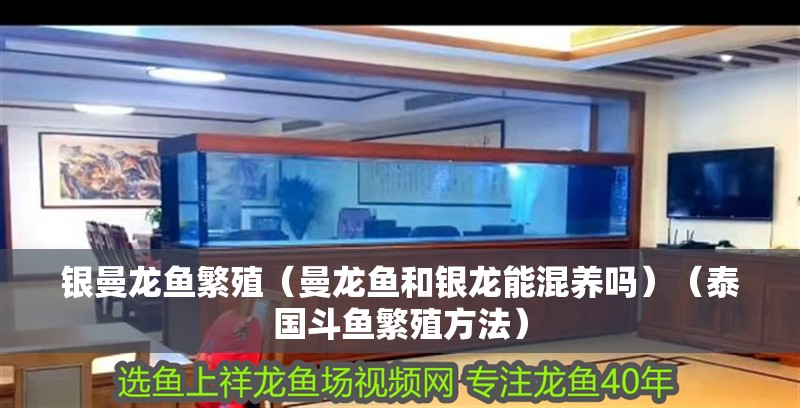 鸚鵡魚和銀龍魚混養怎樣喂食 銀曼龍魚繁殖(曼龍魚和銀龍能混養嗎)(泰國斗魚繁殖方法) 銀龍魚百科 銀曼龍魚繁殖(曼龍魚和銀龍能混養嗎)(泰國斗魚繁殖方法) 銀曼龍魚繁殖(曼龍魚和銀龍能混養嗎)(泰國斗魚繁殖方法) 銀龍魚百科