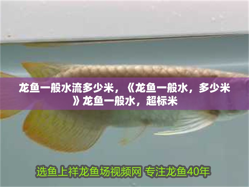龍魚一般水流多少米，《龍魚一般水，多少米》龍魚一般水，超標米