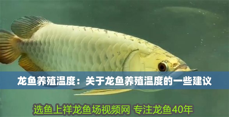 龍魚養(yǎng)殖溫度：關(guān)于龍魚養(yǎng)殖溫度的一些建議