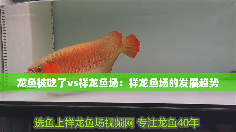 龍魚被吃了vs祥龍魚場：祥龍魚場的發(fā)展趨勢 龍魚被吃了vs祥龍魚場：祥龍魚場的發(fā)展趨勢 vs祥龍魚場 第1張