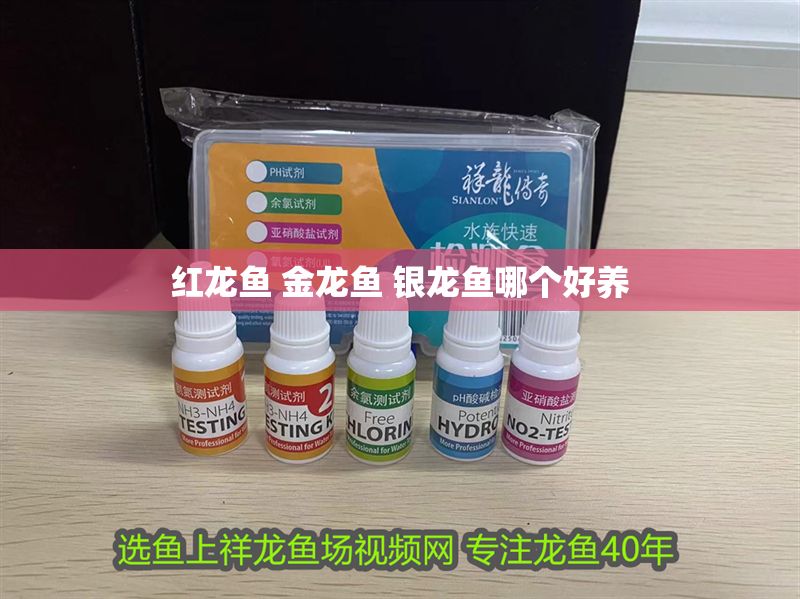 紅龍魚 金龍魚 銀龍魚哪個好養 紅龍魚 金龍魚 銀龍魚哪個好養 紅龍魚百科 第1張