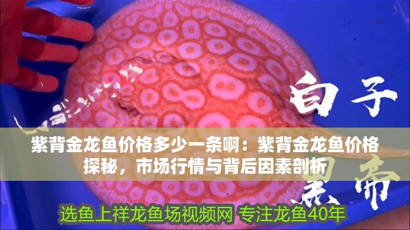 紫背金龍魚價格多少一條啊：紫背金龍魚價格探秘，市場行情與背后因素剖析