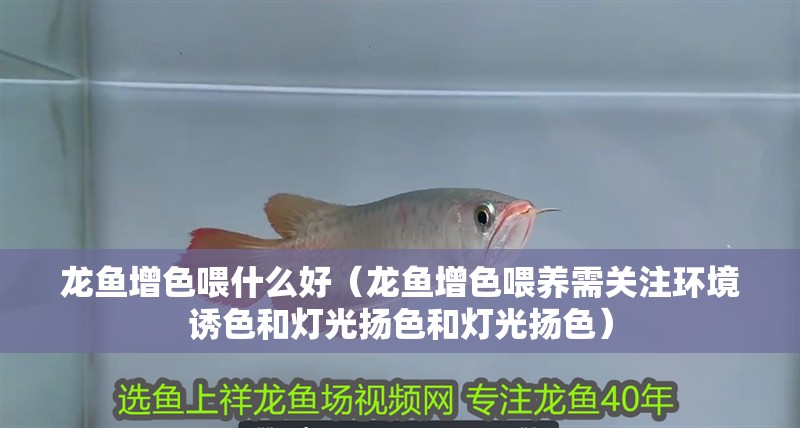 龍魚增色喂什么好（龍魚增色喂養需關注環境誘色和燈光揚色和燈光揚色）