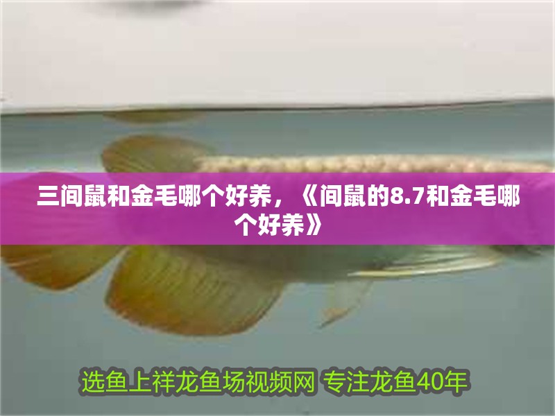 三間鼠和金毛哪個好養(yǎng)，《間鼠的8.7和金毛哪個好養(yǎng)》