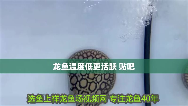 龍魚(yú)溫度低更活躍 貼吧