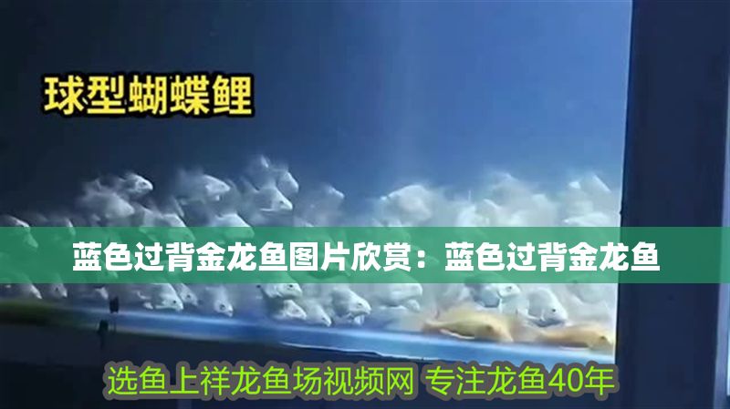 藍色過背金龍魚圖片欣賞：藍色過背金龍魚 藍色過背金龍魚圖片欣賞：藍色過背金龍魚 金龍魚百科 第1張