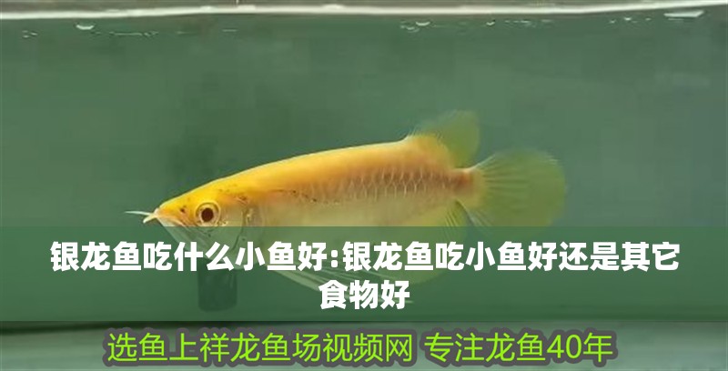 銀龍魚吃什么小魚好:銀龍魚吃小魚好還是其它食物好