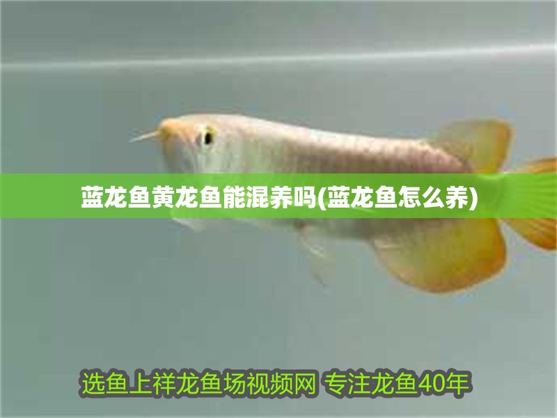 藍(lán)龍魚黃龍魚能混養(yǎng)嗎(藍(lán)龍魚怎么養(yǎng))