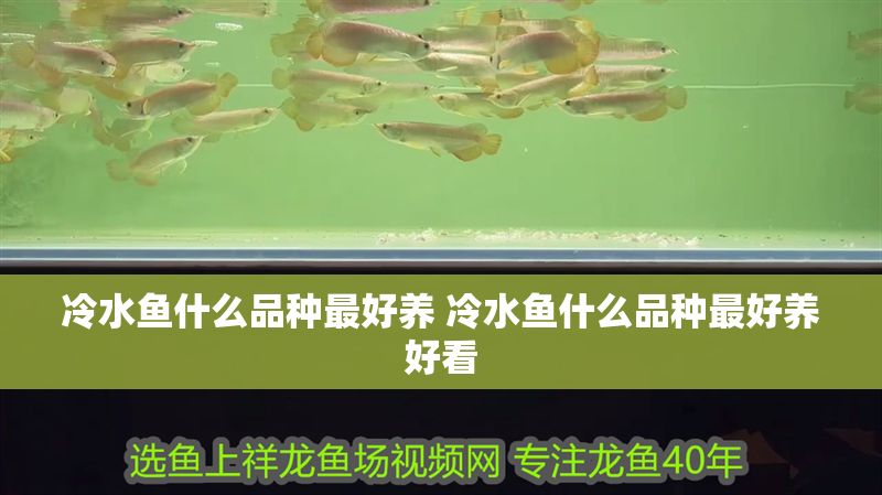 冷水魚(yú)什么品種最好養(yǎng) 冷水魚(yú)什么品種最好養(yǎng)好看