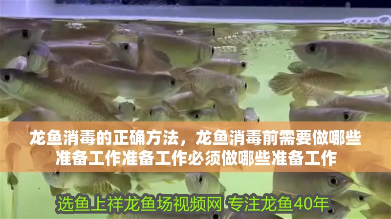 龍魚消毒的正確方法，龍魚消毒前需要做哪些準備工作準備工作必須做哪些準備工作