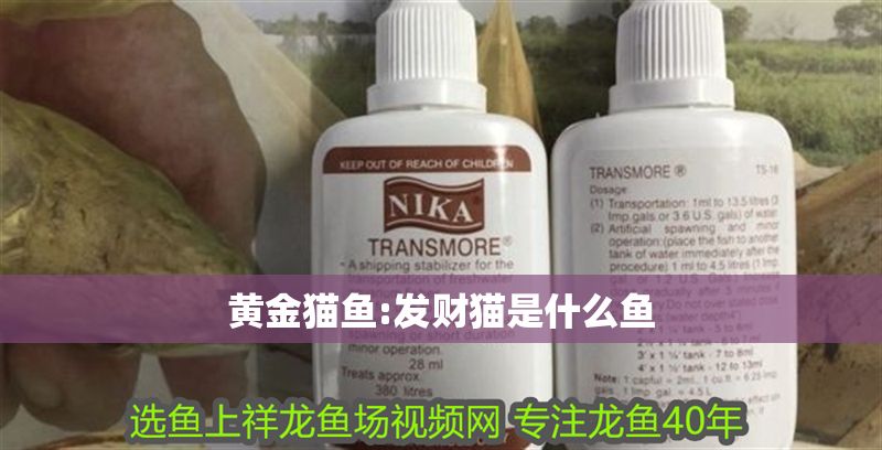 黃金貓魚:發財貓是什么魚 黃金貓魚:發財貓是什么魚 黃金貓魚百科 第1張