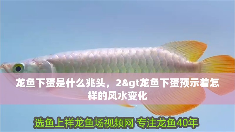 龍魚下蛋是什么兆頭，2&gt龍魚下蛋預示著怎樣的風水變化