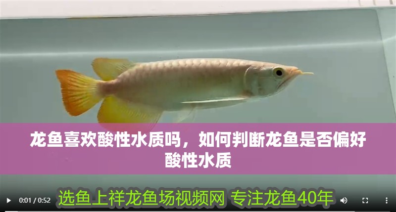 龍魚喜歡酸性水質(zhì)嗎，如何判斷龍魚是否偏好酸性水質(zhì)