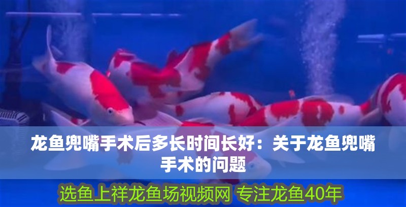 龍魚兜嘴手術后多長時間長好：關于龍魚兜嘴手術的問題