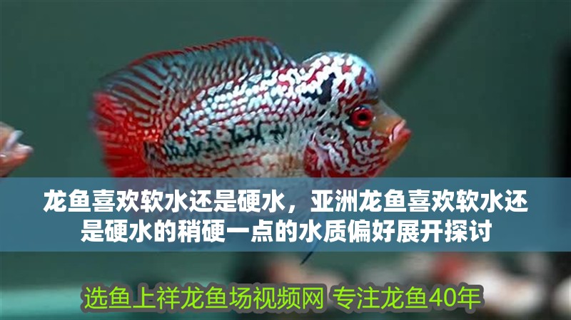 龍魚喜歡軟水還是硬水，亞洲龍魚喜歡軟水還是硬水的稍硬一點的水質偏好展開探討