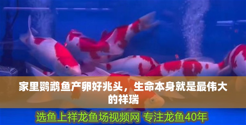 家里鸚鵡魚產卵好兆頭，生命本身就是最偉大的祥瑞