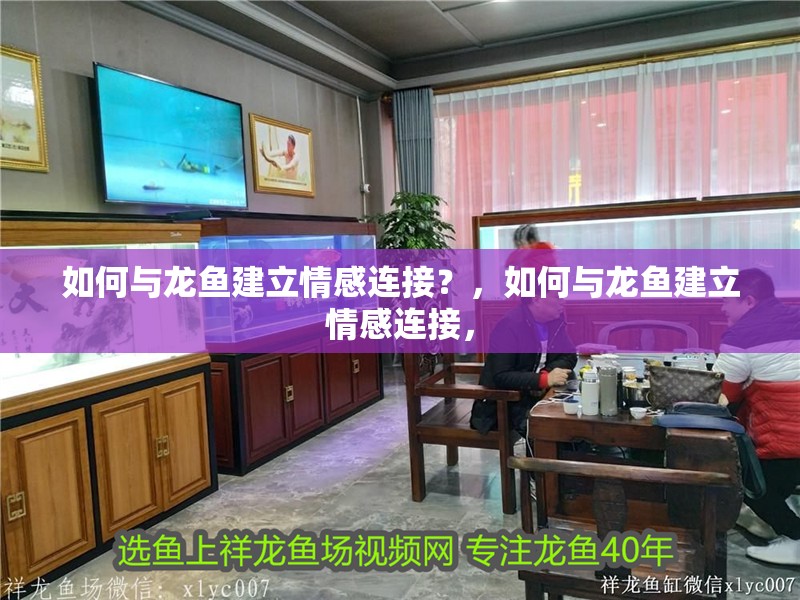 如何與龍魚建立情感連接？，如何與龍魚建立情感連接， 如何與龍魚建立情感連接？，如何與龍魚建立情感連接， 龍魚論壇