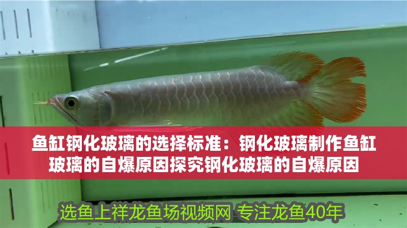 魚缸過濾器選購指南:自制魚缸過濾器魚缸上置過濾器對于養(yǎng)魚愛好者的必備知識 魚缸鋼化玻璃的選擇標(biāo)準(zhǔn):鋼化玻璃制作魚缸玻璃的自爆原因探究鋼化玻璃的自爆原因 魚缸百科 魚缸鋼化玻璃的選擇標(biāo)準(zhǔn):鋼化玻璃制作魚缸玻璃的自爆原因探究鋼化玻璃的自爆原因 魚缸鋼化玻璃的選擇標(biāo)準(zhǔn):鋼化玻璃制作魚缸玻璃的自爆原因探究鋼化玻璃的自爆原因 魚缸百科