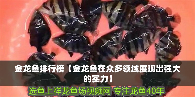 金龍魚排行榜【金龍魚在眾多領域展現出強大的實力】 金龍魚排行榜【金龍魚在眾多領域展現出強大的實力】 龍魚百科