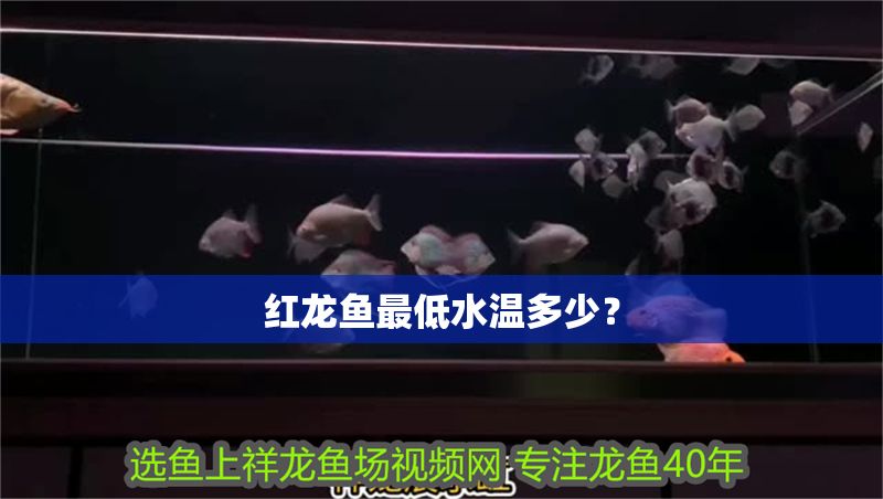 紅龍魚(yú)最低水溫多少？