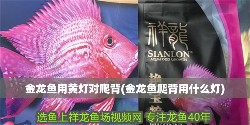 金龍魚用黃燈對爬背(金龍魚爬背用什么燈)