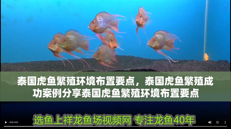 泰國(guó)虎魚繁殖環(huán)境布置要點(diǎn)，泰國(guó)虎魚繁殖成功案例分享泰國(guó)虎魚繁殖環(huán)境布置要點(diǎn) 泰國(guó)虎魚繁殖環(huán)境布置要點(diǎn)，泰國(guó)虎魚繁殖成功案例分享泰國(guó)虎魚繁殖環(huán)境布置要點(diǎn) 虎魚百科 第1張